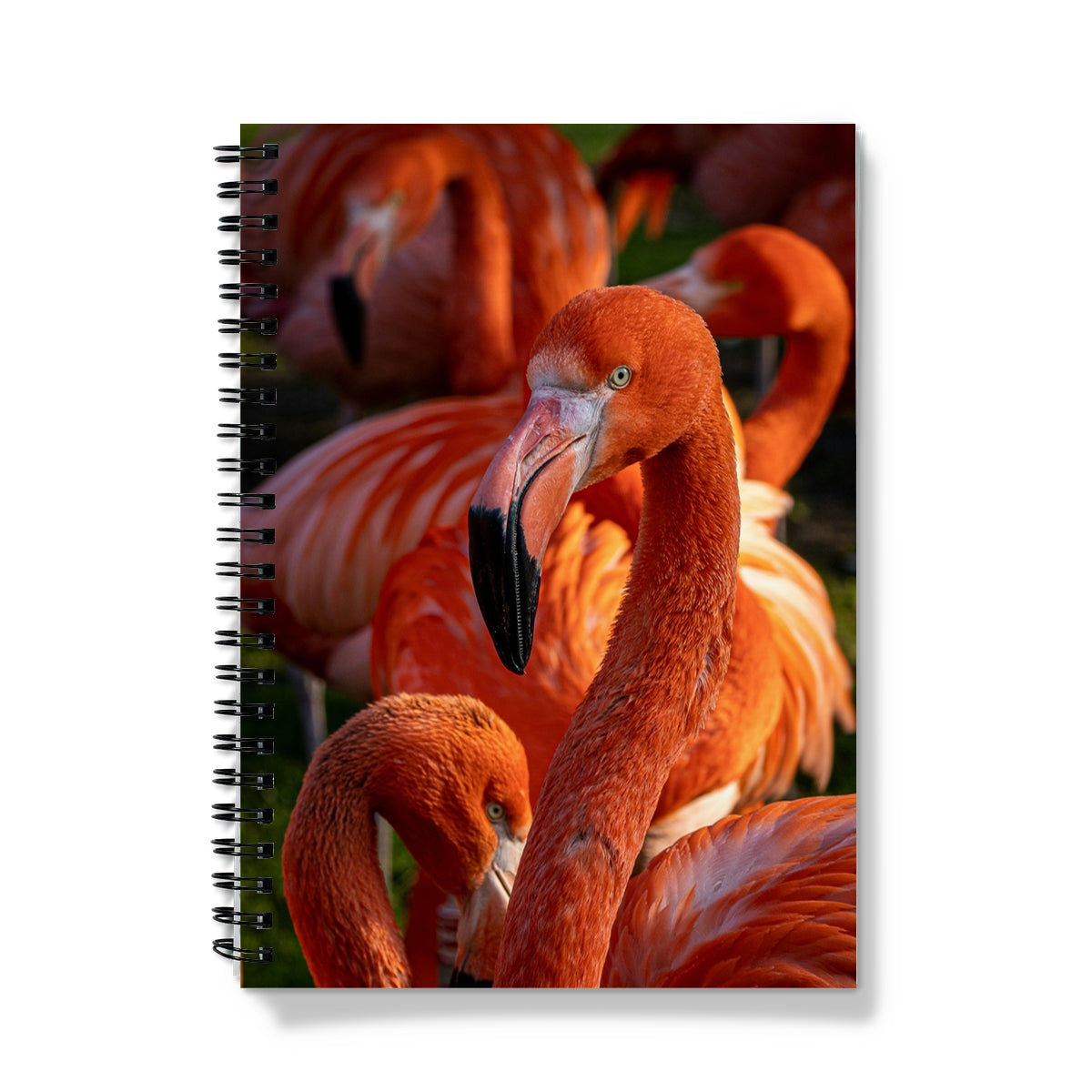 Flamboyance Flamingos Spiral Notebook